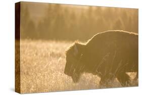American Bison In Grand Teton National Park At Sunset-Liam Doran-Stretched Canvas
