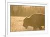 American Bison In Grand Teton National Park At Sunset-Liam Doran-Framed Photographic Print