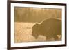 American Bison In Grand Teton National Park At Sunset-Liam Doran-Framed Photographic Print