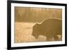 American Bison In Grand Teton National Park At Sunset-Liam Doran-Framed Photographic Print