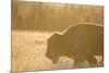 American Bison In Grand Teton National Park At Sunset-Liam Doran-Mounted Photographic Print