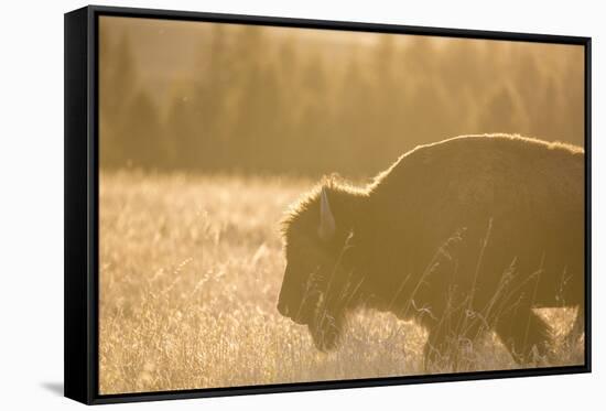 American Bison In Grand Teton National Park At Sunset-Liam Doran-Framed Stretched Canvas