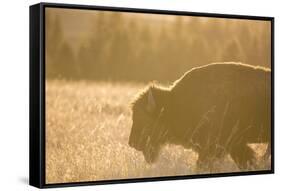 American Bison In Grand Teton National Park At Sunset-Liam Doran-Framed Stretched Canvas