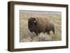 American Bison in sagebrush meadow. Grand Teton National Park-Adam Jones-Framed Photographic Print