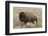 American Bison in sagebrush meadow. Grand Teton National Park-Adam Jones-Framed Photographic Print