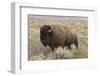 American Bison in sagebrush meadow. Grand Teton National Park-Adam Jones-Framed Photographic Print