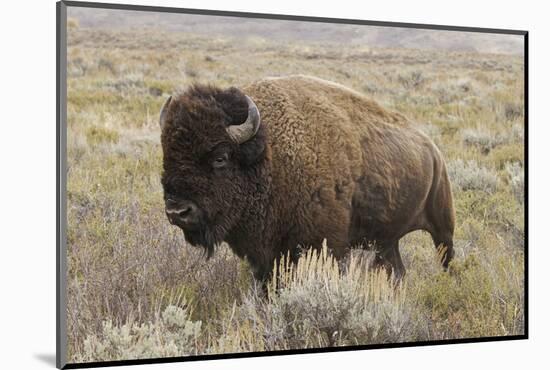 American Bison in sagebrush meadow. Grand Teton National Park-Adam Jones-Mounted Photographic Print