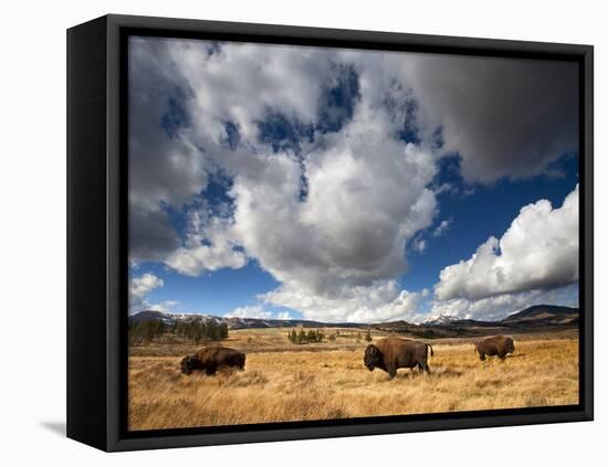 American Bison in Yellowstone National Park, Wyoming.-null-Framed Stretched Canvas