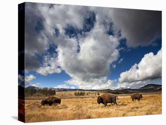 American Bison in Yellowstone National Park, Wyoming.-null-Stretched Canvas