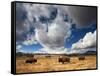 American Bison in Yellowstone National Park, Wyoming.-null-Framed Stretched Canvas