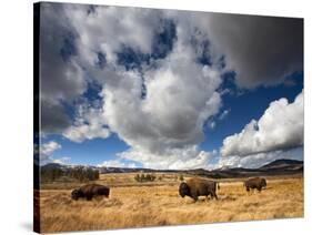 American Bison in Yellowstone National Park, Wyoming.-null-Stretched Canvas