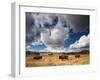 American Bison in Yellowstone National Park, Wyoming.-null-Framed Premium Photographic Print