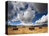 American Bison in Yellowstone National Park, Wyoming.-null-Stretched Canvas