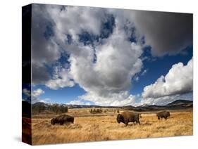 American Bison in Yellowstone National Park, Wyoming.-null-Stretched Canvas