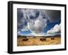 American Bison in Yellowstone National Park, Wyoming.-null-Framed Photographic Print