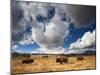 American Bison in Yellowstone National Park, Wyoming.-null-Mounted Photographic Print
