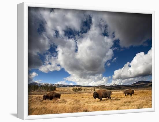 American Bison in Yellowstone National Park, Wyoming.-null-Framed Photographic Print