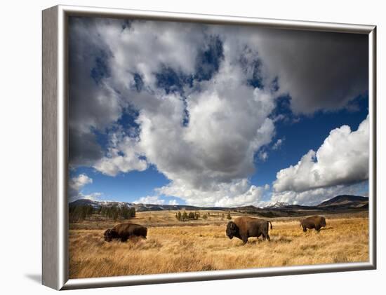 American Bison in Yellowstone National Park, Wyoming.-null-Framed Photographic Print