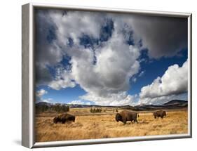 American Bison in Yellowstone National Park, Wyoming.-null-Framed Photographic Print