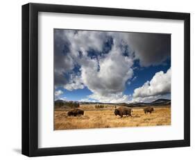 American Bison in Yellowstone National Park, Wyoming.-null-Framed Photographic Print