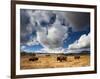 American Bison in Yellowstone National Park, Wyoming.-null-Framed Photographic Print