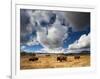 American Bison in Yellowstone National Park, Wyoming.-null-Framed Photographic Print