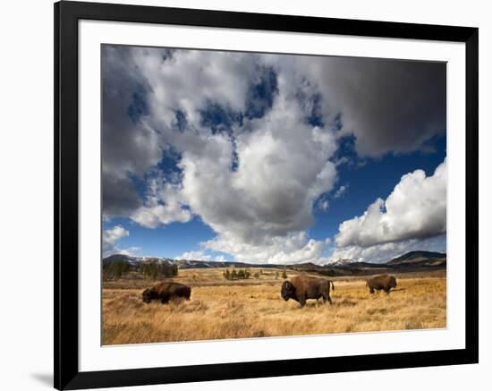 American Bison in Yellowstone National Park, Wyoming.-null-Framed Photographic Print