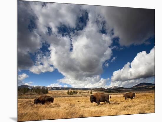 American Bison in Yellowstone National Park, Wyoming.-null-Mounted Photographic Print