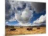 American Bison in Yellowstone National Park, Wyoming.-null-Mounted Photographic Print