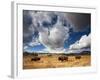 American Bison in Yellowstone National Park, Wyoming.-null-Framed Photographic Print