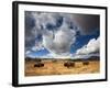 American Bison in Yellowstone National Park, Wyoming.-null-Framed Photographic Print