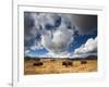 American Bison in Yellowstone National Park, Wyoming.-null-Framed Photographic Print