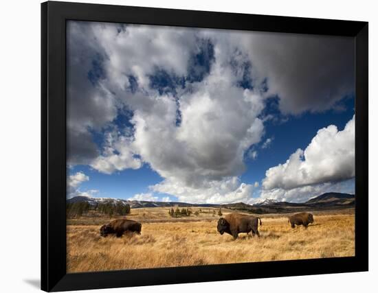 American Bison in Yellowstone National Park, Wyoming.-null-Framed Photographic Print