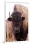 American Bison IV-Debra Van Swearingen-Framed Photographic Print