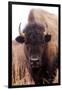 American Bison IV-Debra Van Swearingen-Framed Photographic Print