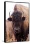 American Bison IV-Debra Van Swearingen-Framed Stretched Canvas