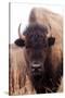 American Bison IV-Debra Van Swearingen-Stretched Canvas