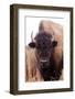 American Bison IV-Debra Van Swearingen-Framed Photographic Print