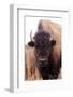 American Bison IV-Debra Van Swearingen-Framed Photographic Print