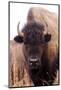 American Bison IV-Debra Van Swearingen-Mounted Photographic Print