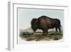 American Bison or Buffalo-John James Audubon-Framed Giclee Print