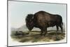 American Bison or Buffalo-John James Audubon-Mounted Giclee Print