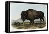American Bison or Buffalo-John James Audubon-Framed Stretched Canvas