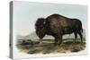 American Bison or Buffalo-John James Audubon-Stretched Canvas