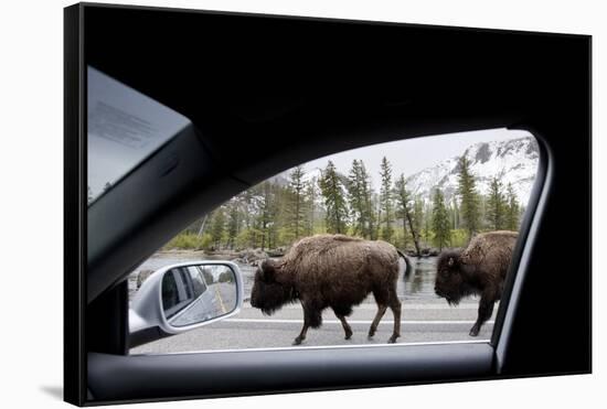 American Bison Seen from Car in Yellowstone National Park-Paul Souders-Framed Stretched Canvas