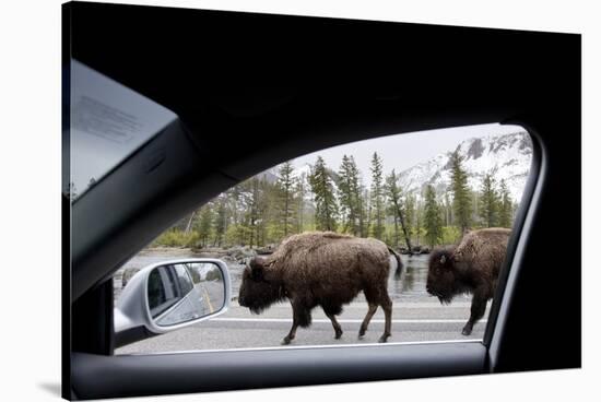 American Bison Seen from Car in Yellowstone National Park-Paul Souders-Stretched Canvas