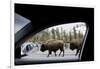 American Bison Seen from Car in Yellowstone National Park-Paul Souders-Framed Photographic Print