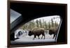 American Bison Seen from Car in Yellowstone National Park-Paul Souders-Framed Photographic Print