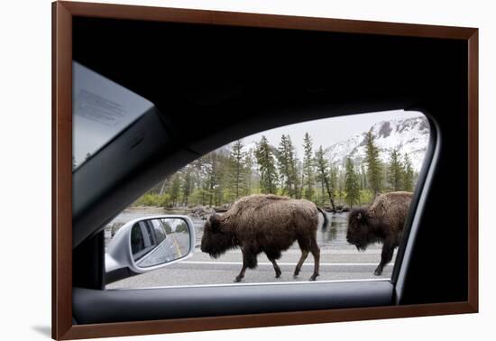 American Bison Seen from Car in Yellowstone National Park-Paul Souders-Framed Photographic Print