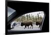 American Bison Seen from Car in Yellowstone National Park-Paul Souders-Framed Photographic Print